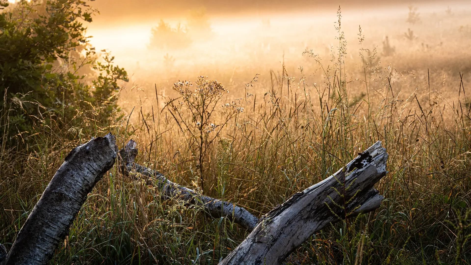 Dziewanna hero background